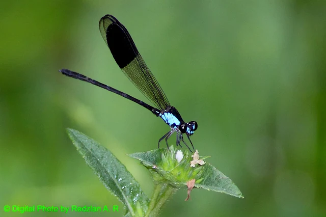 damsalfly