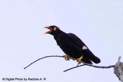 Tiung Emas - Hill Myna