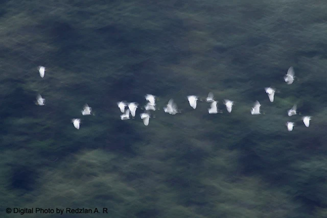 Mix of Heron and Egret in flight