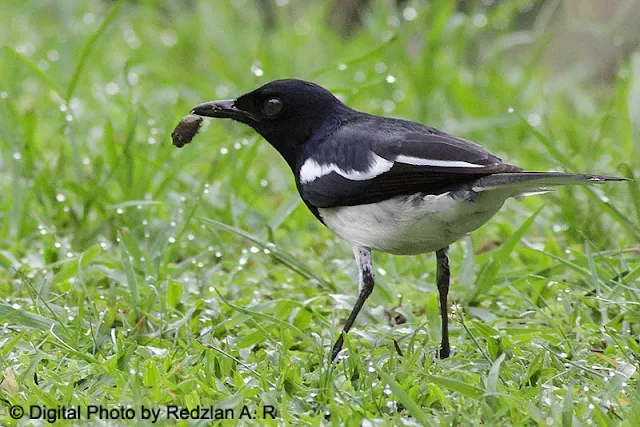 Magpie Robin Feeding