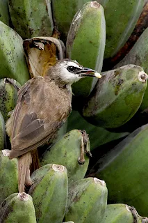 Yellow-vented Bulbul