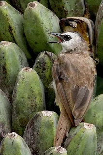 Ordinary bird and Banana