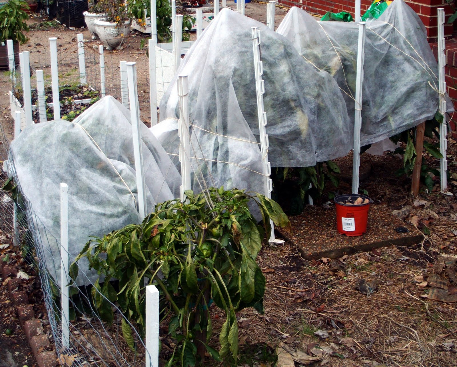 Grow It Eat It Cold weather gardening Grow It Eat It Cold weather gardening