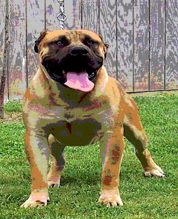 boerboel rottweiler