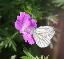 Green Veined White Butterfly