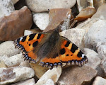 Small Tortoiseshell butterfly