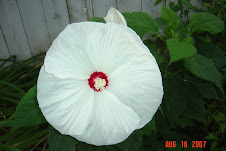 White hibiscus