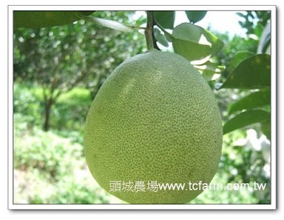 Citrus Family Fruits