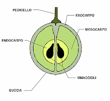 Anatomia dell'uva!!