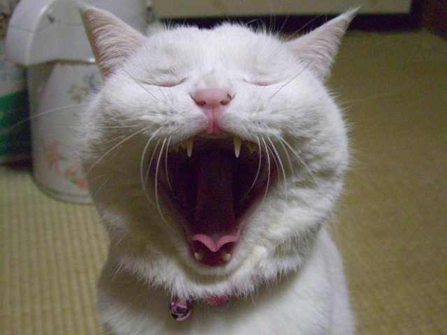 [31_pics_ziza-768535.jpg]