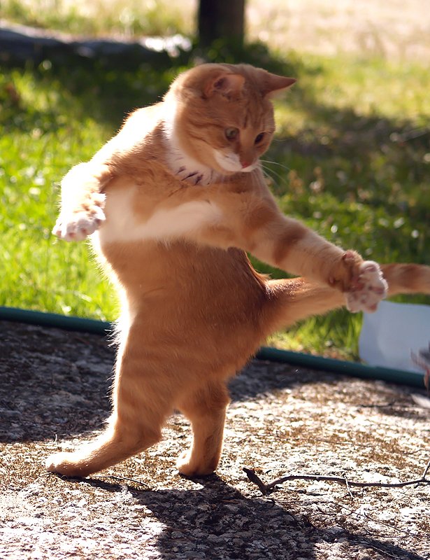 [37_pics_ziza-721798.jpg]