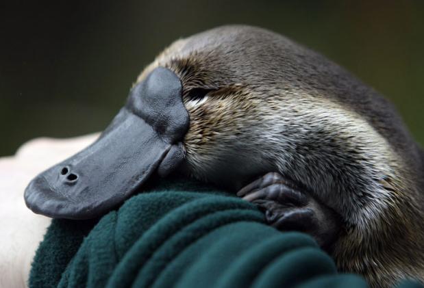 [platypus-2-080508_27064s.jpg]
