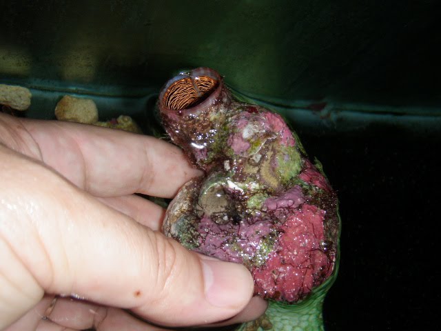 [Worm+shell+2.JPG]