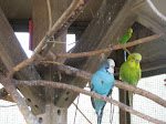 Birds of Different Feathers Hanging out Togeather