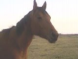 My Horse, Belle