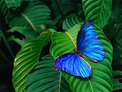 butterfly lotis blue