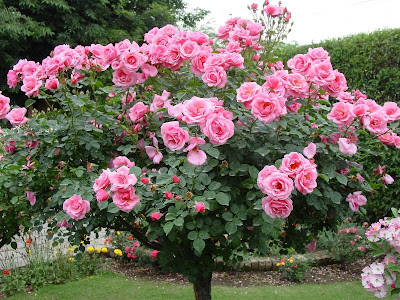 Photoplay! - Σελίδα 16 Pink+rose+tree