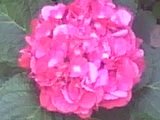[pinkflower1.jpg]