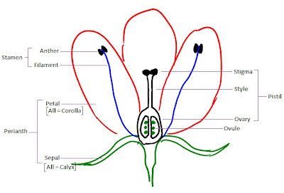 UBC Biology 343 Blog: LAB 3 basic flower diagram 