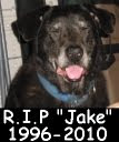 Jake RIP 1996 - 2010