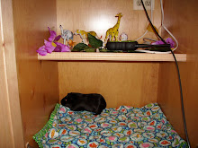 Rosie's new house