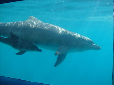 delfin+2