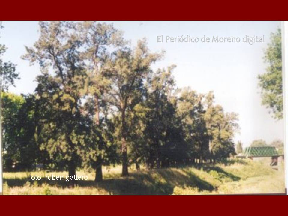 [casuarinas+históricas.+paso+del+rey.jpg]