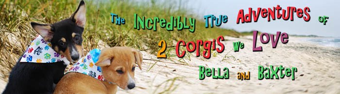 The Incredibly True Adventures of 2 Corgis We Love