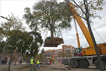 hackberry trees transplanting humping tasked spare thought late those been if