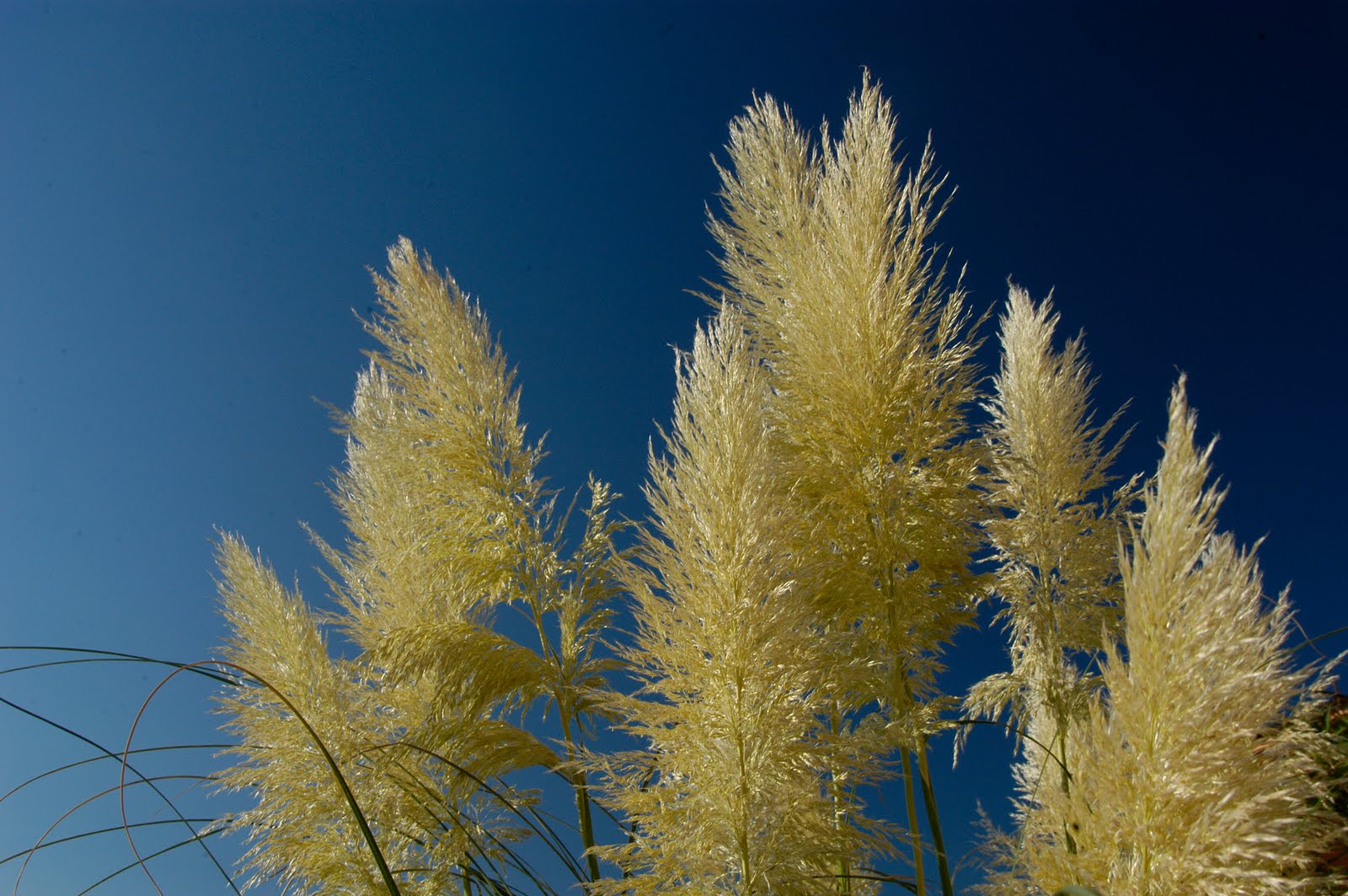 How To Preserve Pampas Grass Plumes at John Penner blog