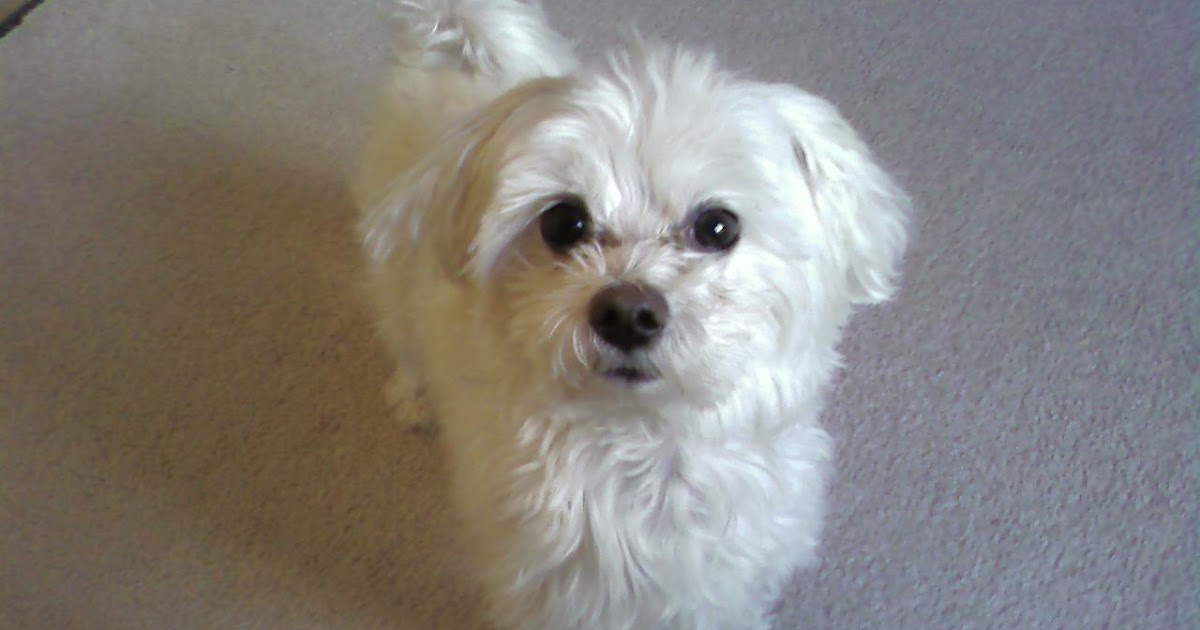 Maltese Care A Potty Training Maltese Guide