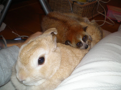 ウサギとスローロリス