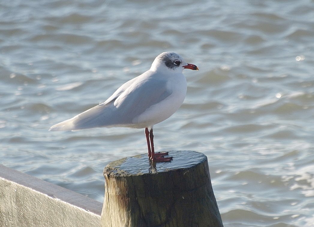 [Med+Gull+10+Selsey+Jan+2010.jpg]