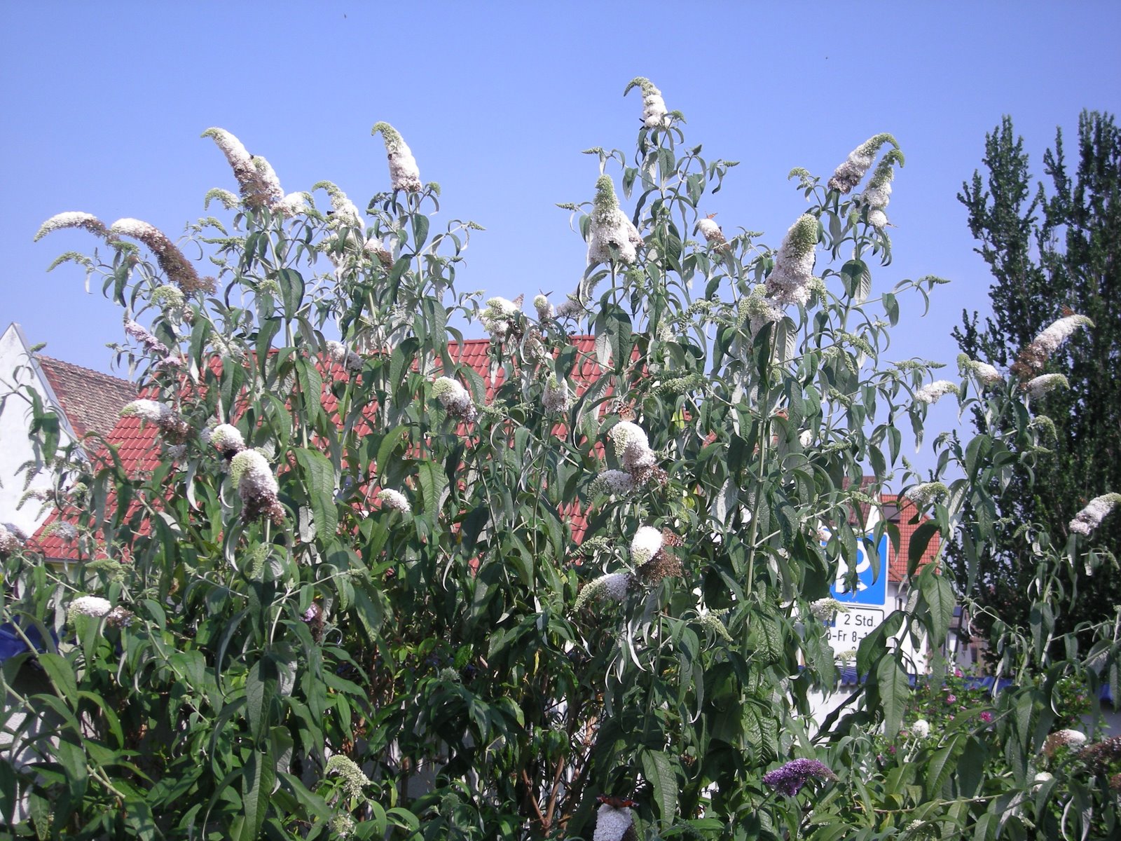 [butterflies+032.JPG]