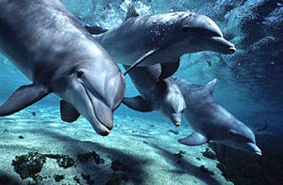 [dolphins-bottlenose.jpg]
