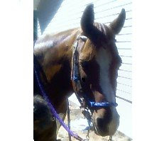 Dapper Don our Arab.