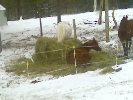 The 3 Amigos Teberry eating in center of bale, Dapper and Taipan