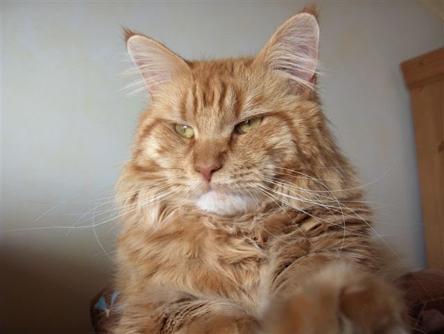 [Goldie0110M.JPG]