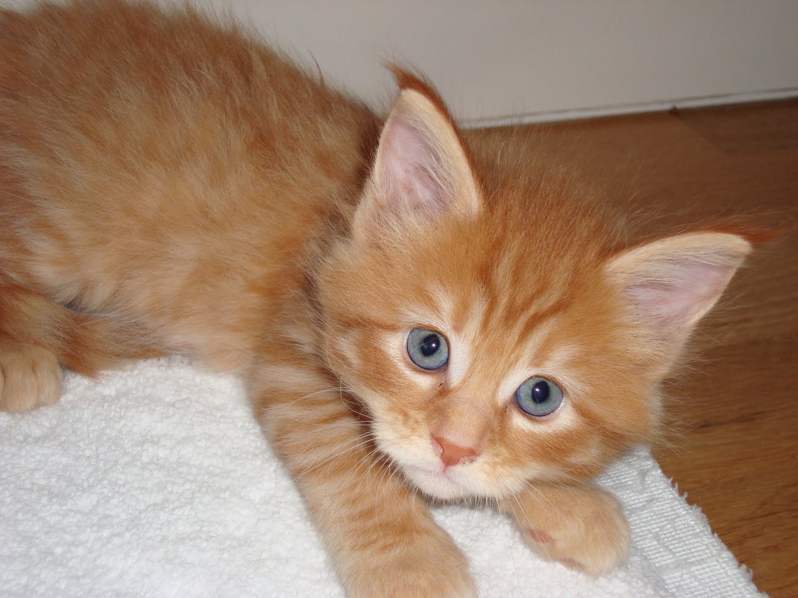 [Victoria+5,5semB.JPG]