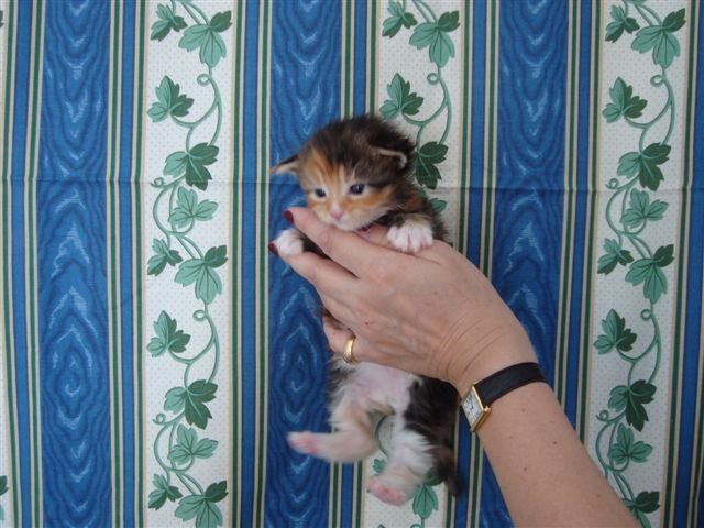 [Sunflower3semC.JPG]