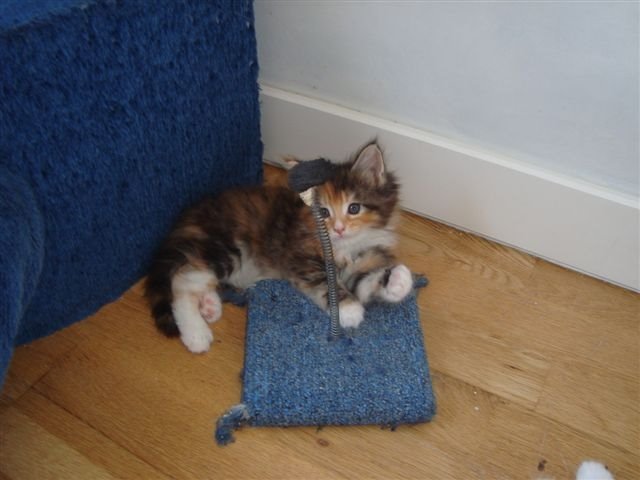 [Sunflower+6semA.JPG]