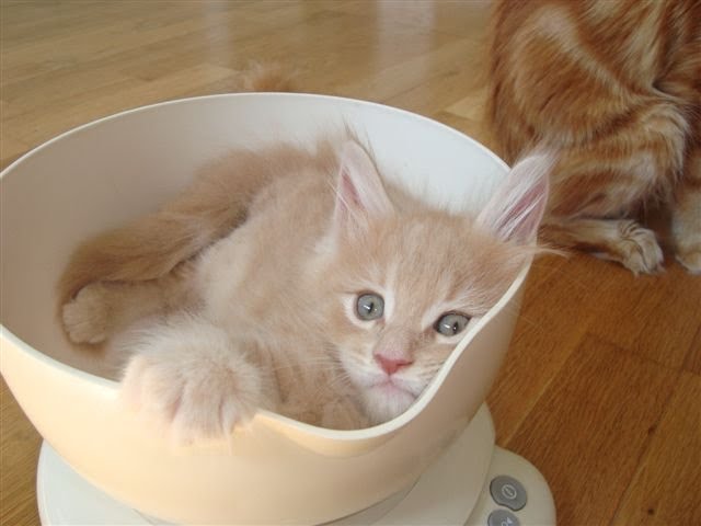 [Midnight+Sun6semB.JPG]