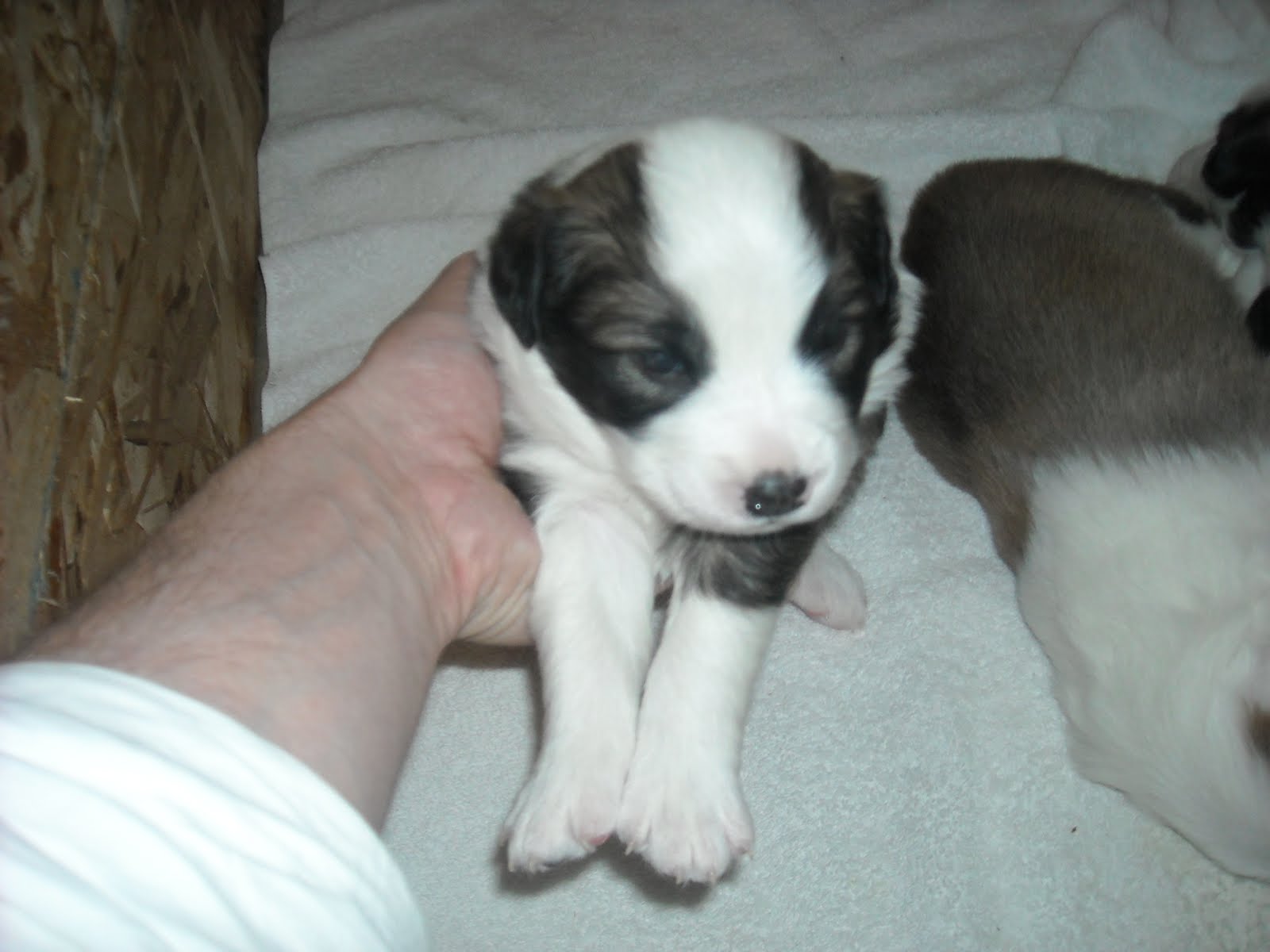 Sykurbær Icelandics BJŐRN Male, mask, black and white, double dew claws