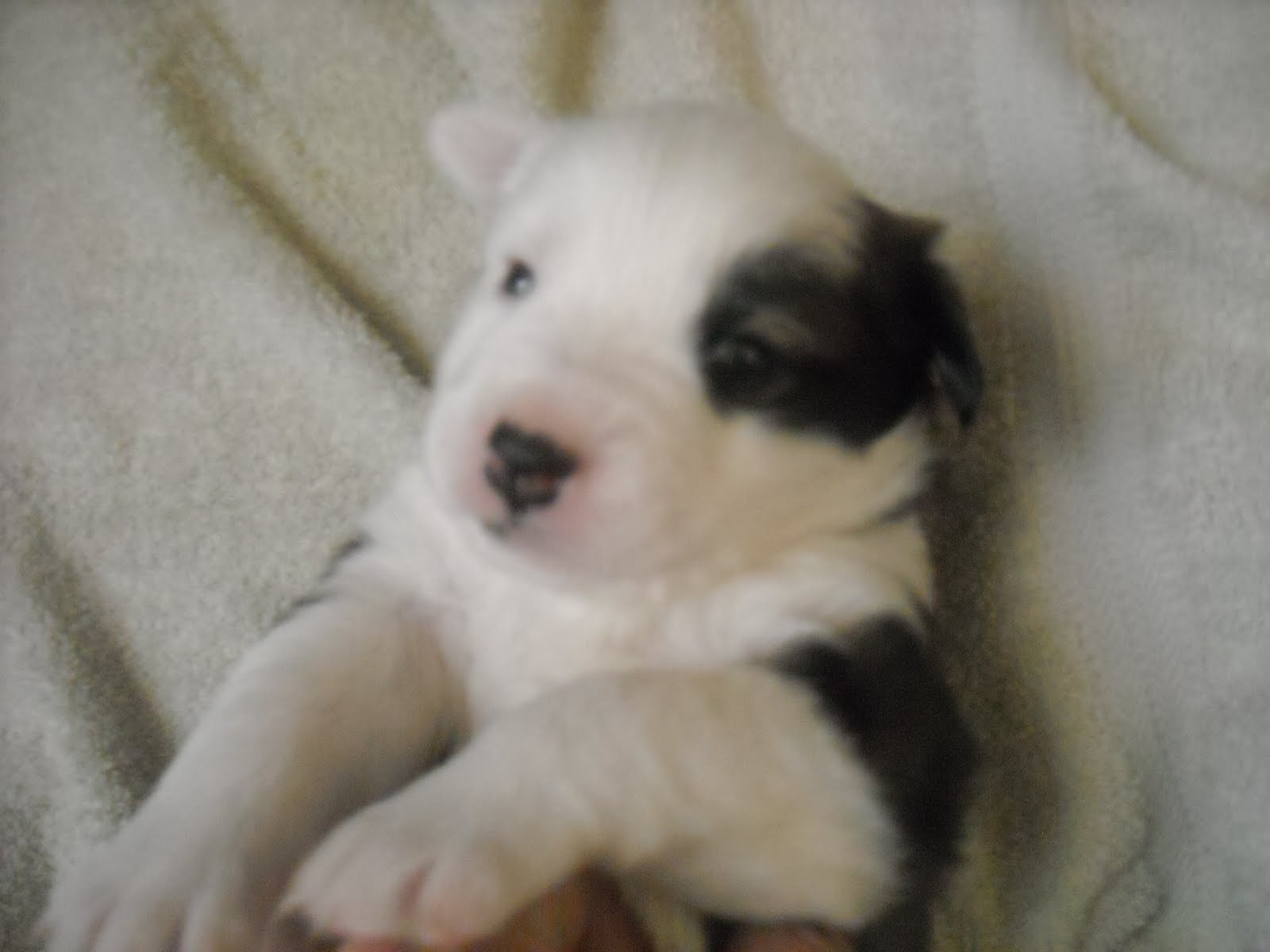 Sykurbær Icelandics KJARTAN male, black and white, double dew claws