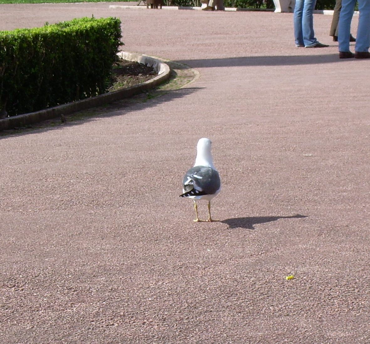 [gaivotadecostas.JPG]