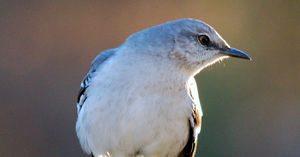 Q's Corner New Mocking Bird Moon