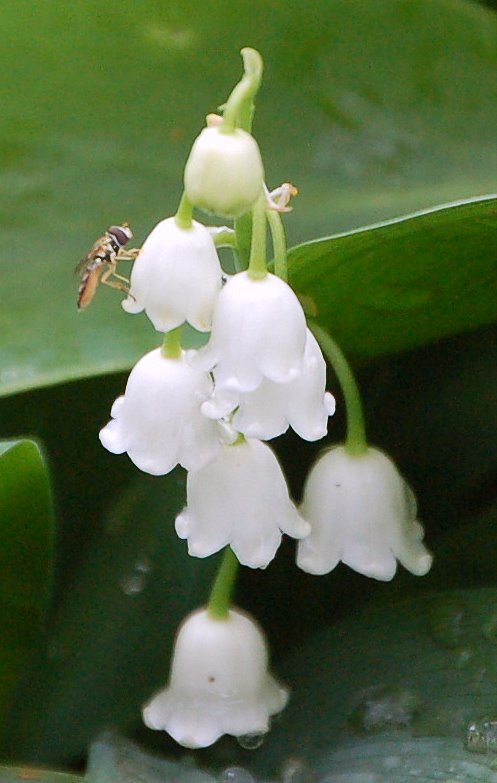 [Breakfast+with+an+Oriole+133.jpg]