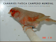 Canarios Faisca