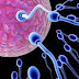 Sperma, Sebuah rahasia kehidupan
