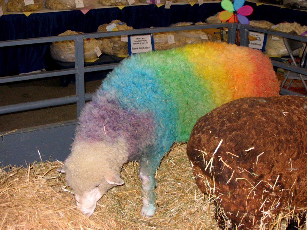 [rbsheep.JPG]